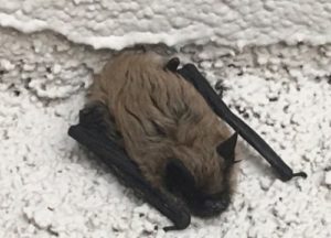 A bat clinging to wall
