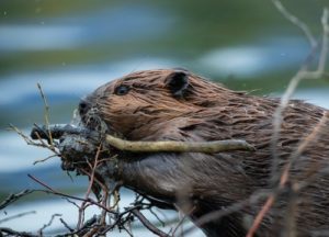A beaver biting a stick