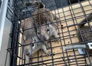 Three Ground Squirrels caught in a trap