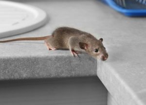 A mouse looking for food in the kitchen