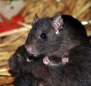 Rodent Removal San Diego