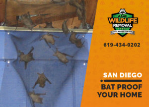 bat proofing my san diego home