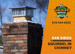 squirrel stuck in chimney san diego