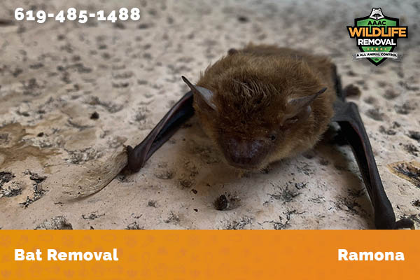 Bat Removal Ramona