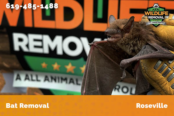 Bat Removal Roseville