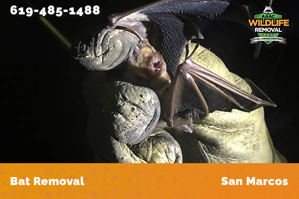 Bat Removal San Marcos
