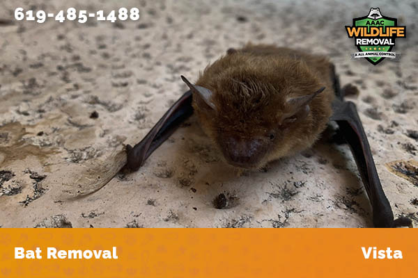 Bat Removal Vista