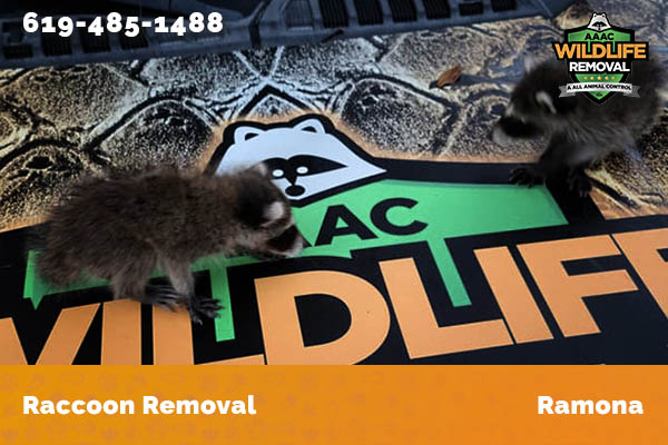 Raccoon Removal Ramona