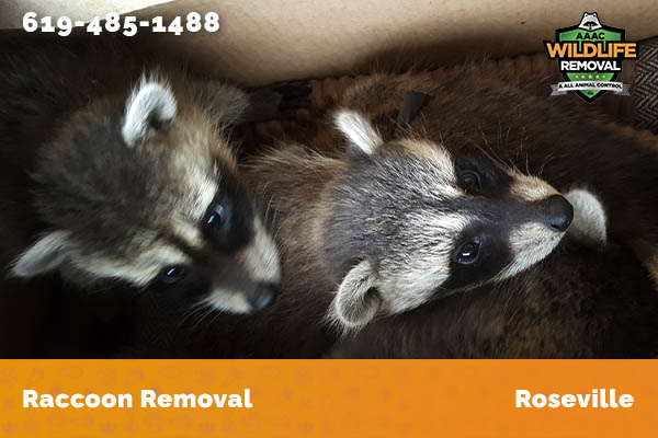 Raccoon Removal Roseville