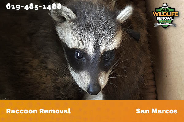 Raccoon Removal San Marcos