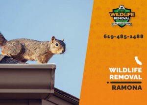 Wildlife Removal Ramona
