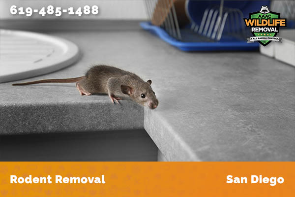 Rodent Removal Ramona