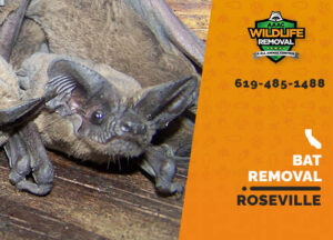 Bat Removal Roseville