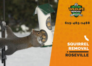 Squirrel Removal Roseville