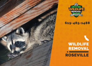Wildlife Removal Roseville
