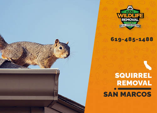 Squirrel Removal San Marcos