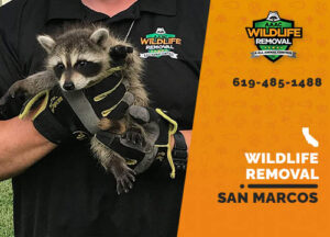 Wildlife Removal San Marcos