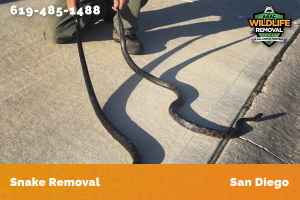 Snake Removal San Diego