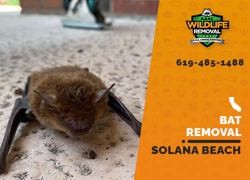 Bat Removal Solana Beach