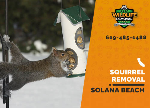 Squirrel Removal Solana Beach