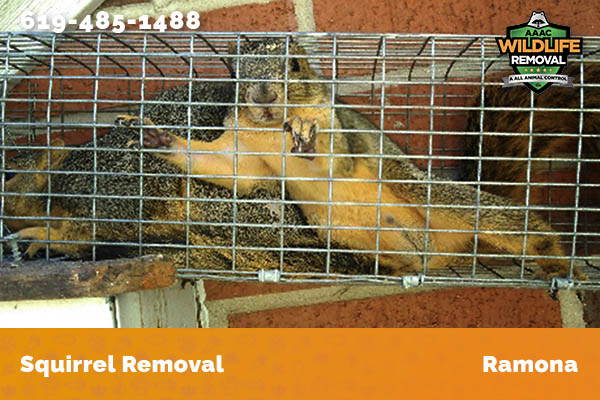 Squirrel Removal Ramona