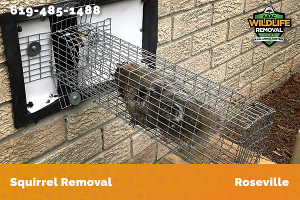Squirrel Removal Roseville