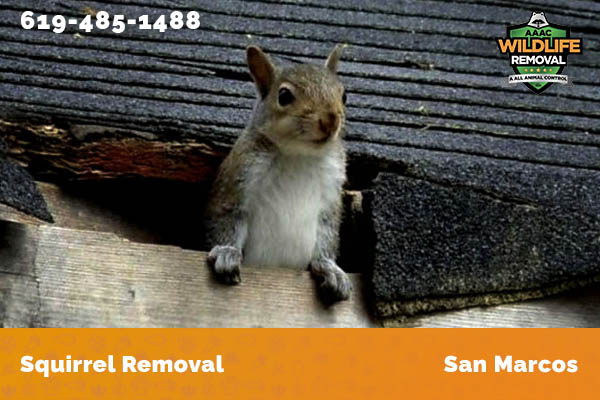 Squirrel Removal San Marcos
