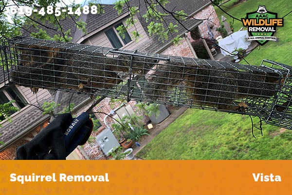 Squirrel Removal Vista