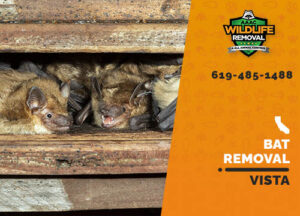 Squirrel Removal Vista