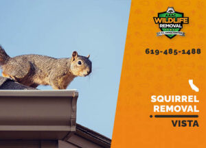 Squirrel Removal Vista