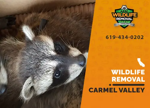 Carmel Valley Wildlife Removal professional removing pest animal