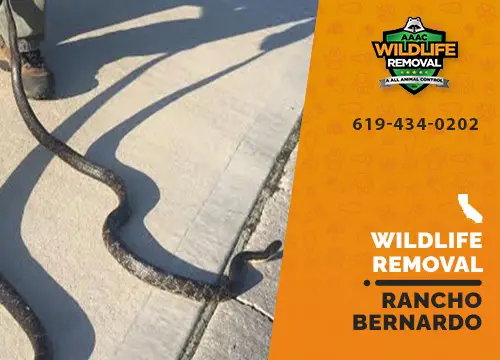 Rancho Bernardo Wildlife Removal professional removing pest animal