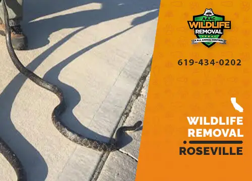 Roseville Wildlife Removal professional removing pest animal