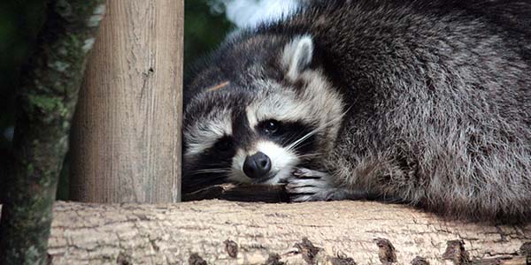 old raccoon on a tree limb