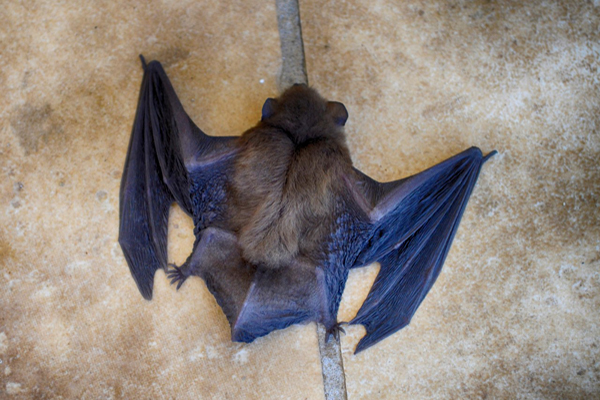 Different Types Of Bats
