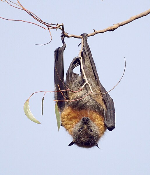 Bat Removal Oceanside