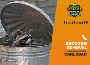 Raccoon removal Carlsbad