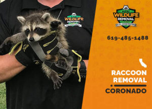 Raccoon Removal Coronado