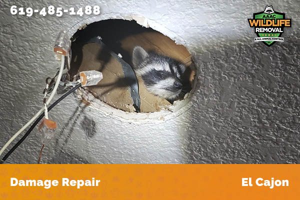 Before and After photo of Raccoon damage repair in El Cajon