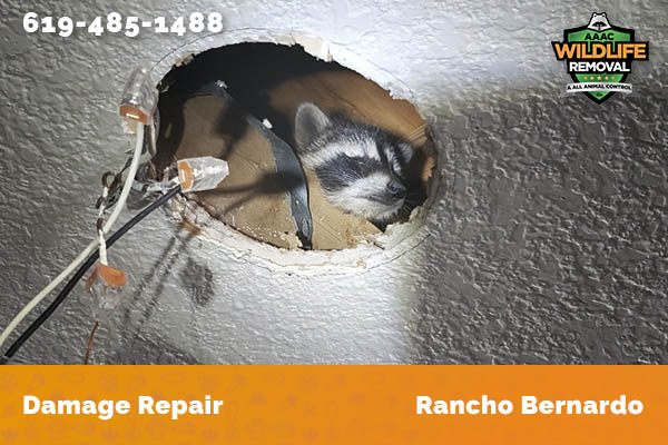 Before and After photo of Raccoon damage repair in Rancho Bernardo