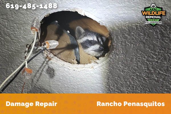 Before and After photo of Raccoon damage repair in Rancho Penasquitos