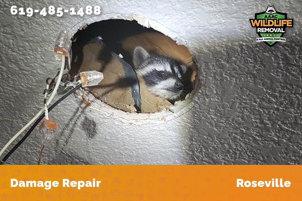 Before and After photo of Raccoon damage repair in Roseville