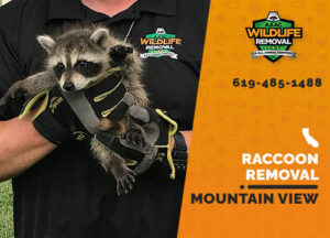 Raccoon Removal Mountain View