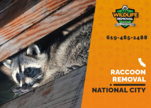 Raccoon Removal National City