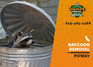 Raccoon Removal Poway