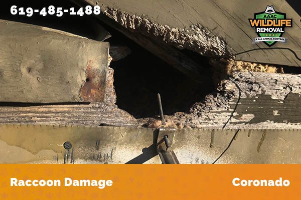damage to roofline caused by raccoon in Coronado
