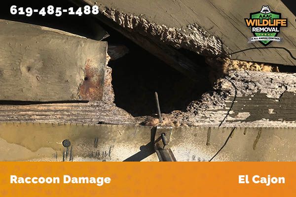 damage to roofline caused by raccoon in El Cajon