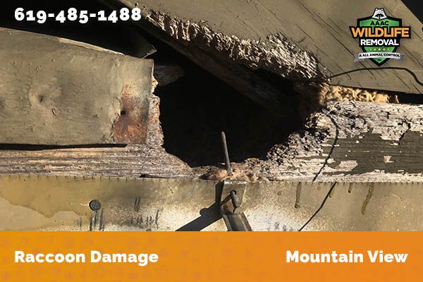 damage to roofline caused by raccoon in Mountain View