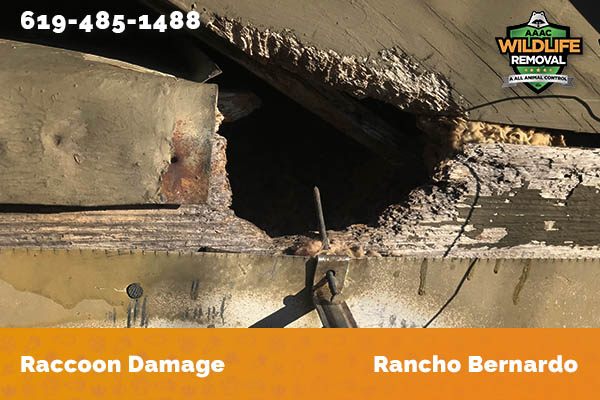 damage to roofline caused by raccoon in Rancho Bernardo