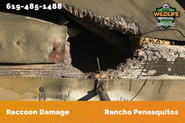 damage to roofline caused by raccoon in Rancho Penasquitos